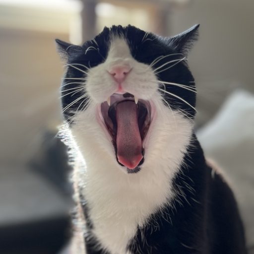 Yawn-Meow